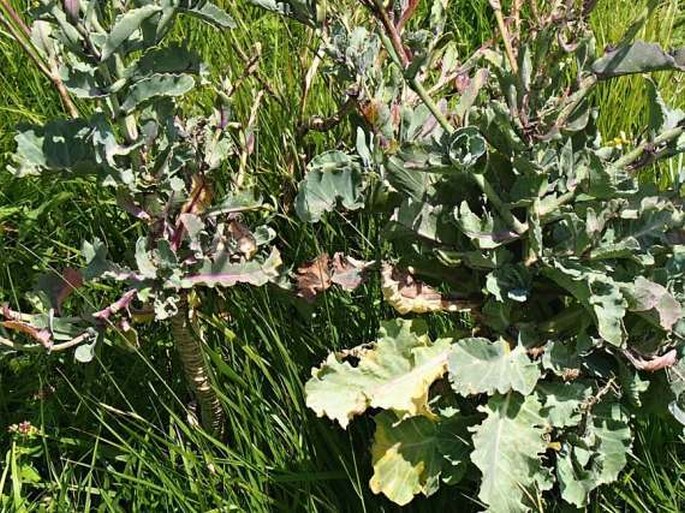 Brassica oleracea