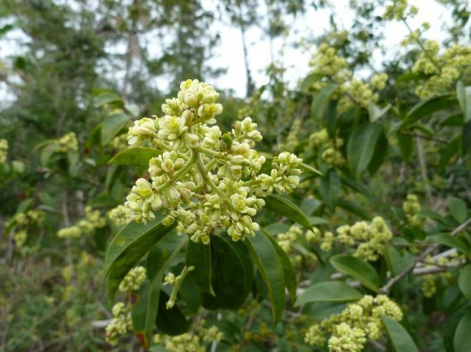 Bredemeyera lucida