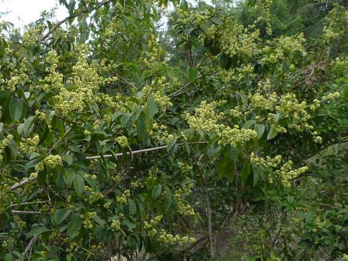 Bredemeyera lucida