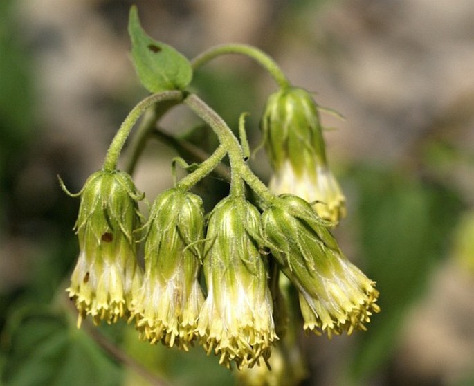 BRICKELLIA GRANDIFLORA (Hook.) Nutt.