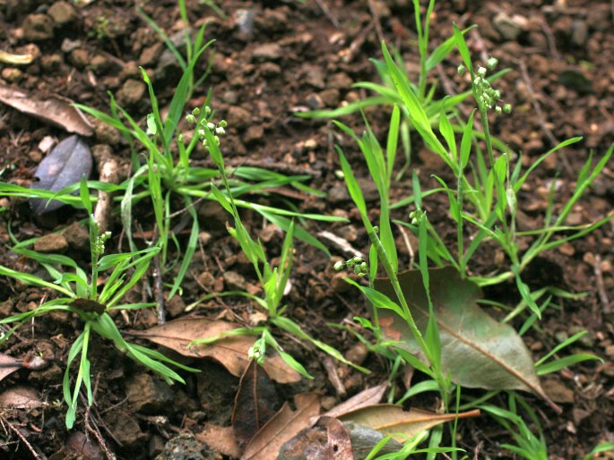 Briza minor