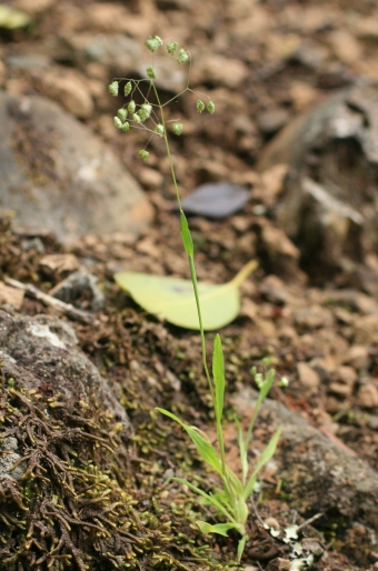 Briza minor