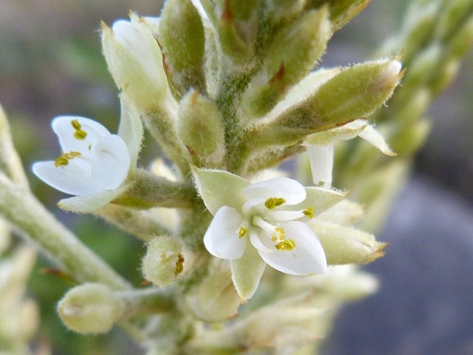 Brocchinia reducta