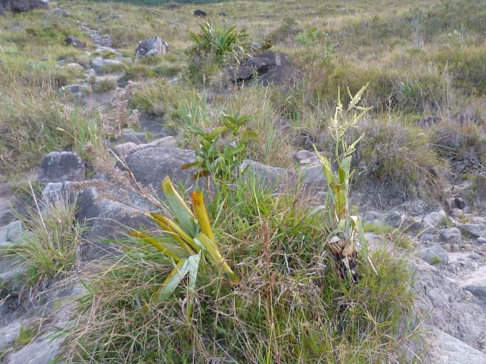 Brocchinia reducta