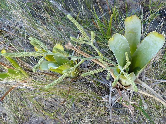 Brocchinia reducta