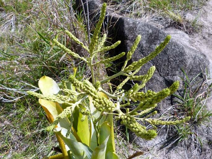 Brocchinia reducta