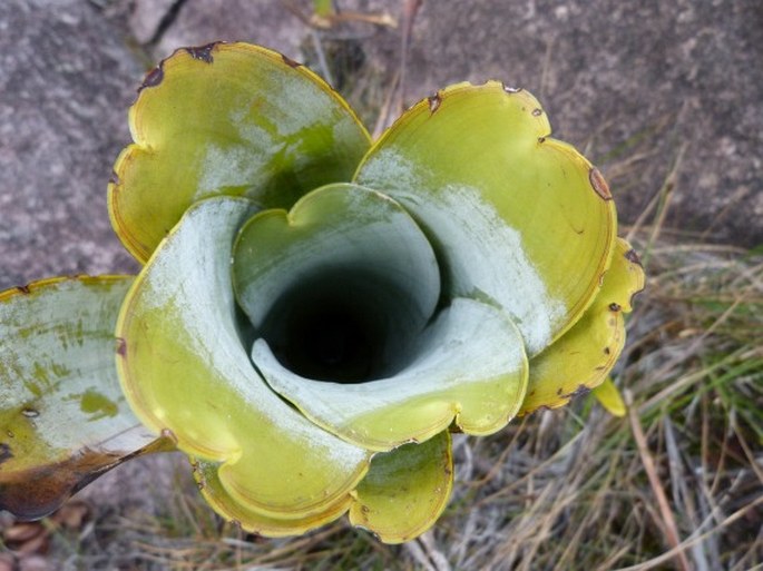 Brocchinia reducta