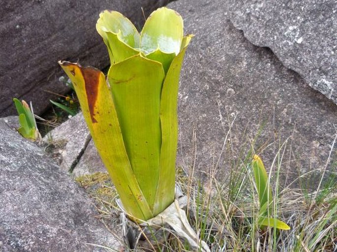 Brocchinia reducta