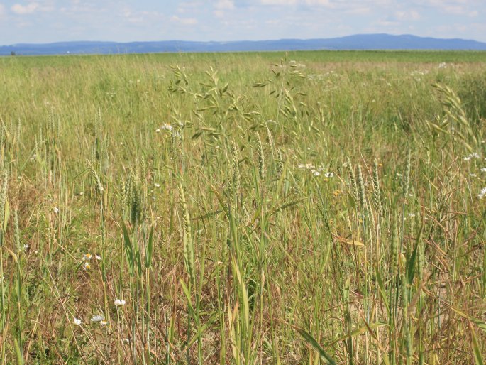 Bromus commutatus