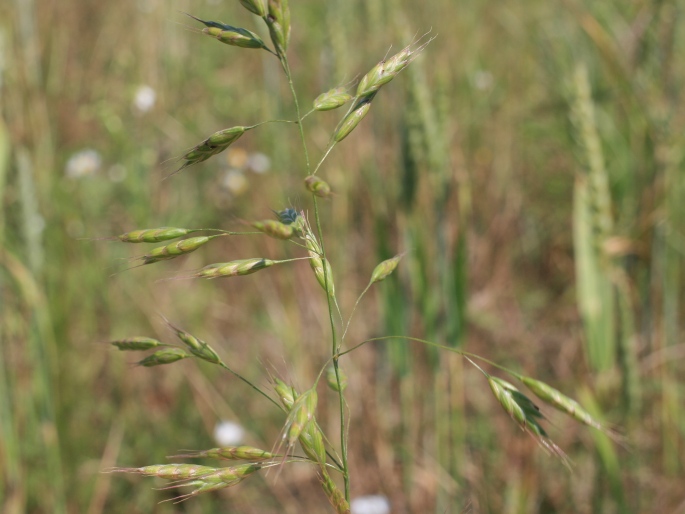 Bromus commutatus