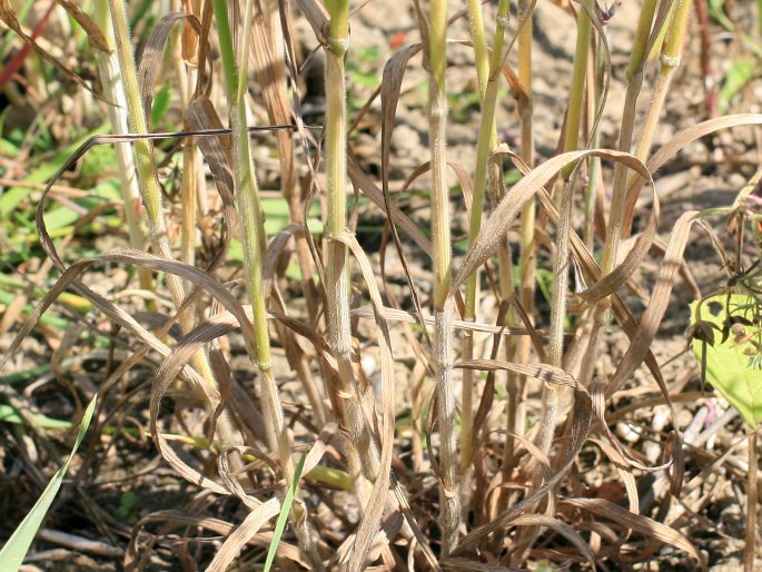 Bromus commutatus