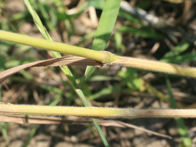 Bromus commutatus