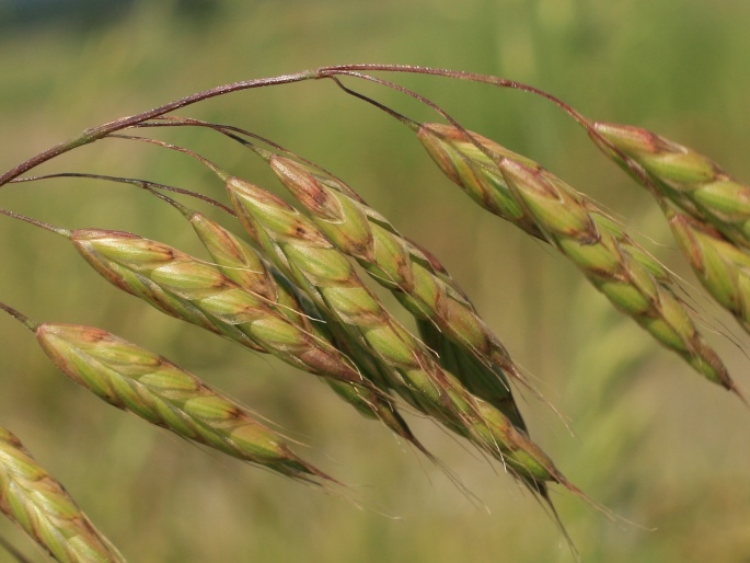 Bromus commutatus