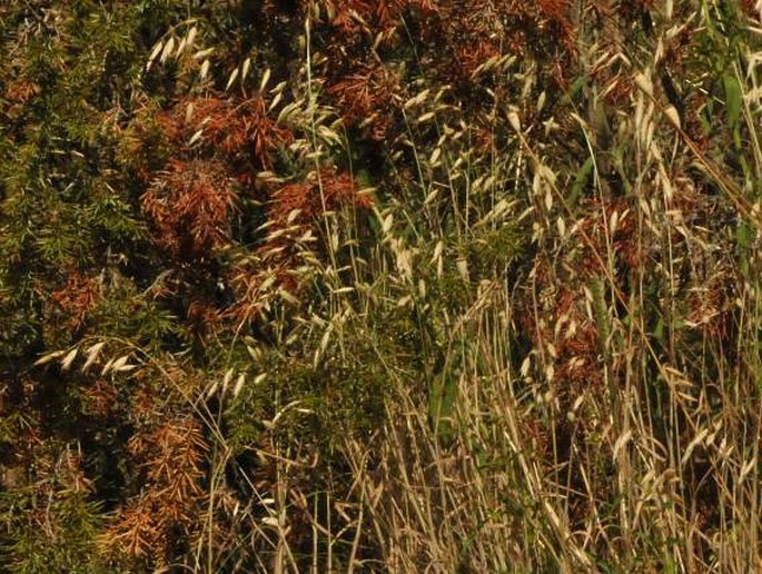 Bromus squarrosus