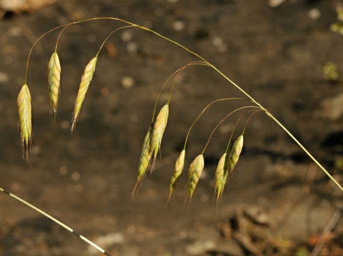 Bromus squarrosus