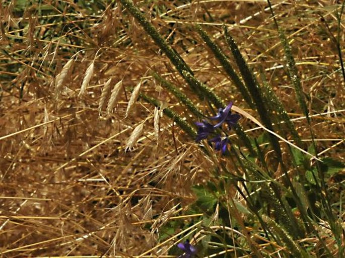 Bromus squarrosus