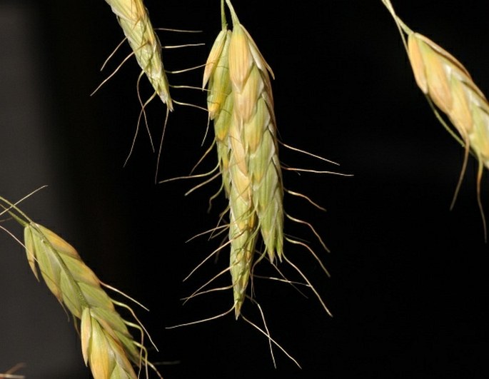 Bromus squarrosus