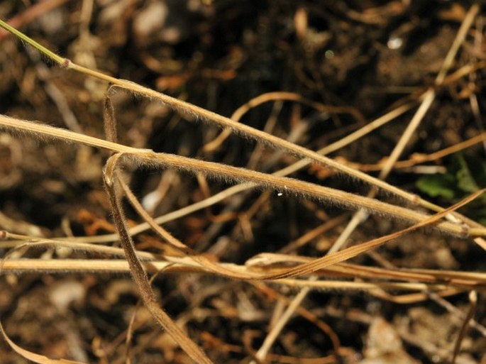 Bromus squarrosus