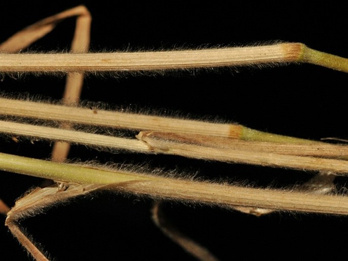 Bromus squarrosus