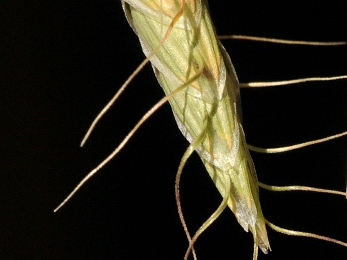 Bromus squarrosus