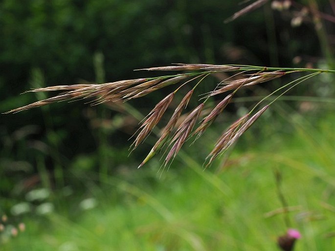 BROMUS MONOCLADUS Domin – sveřep jednostébelný / stoklas jednosteblový