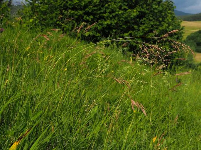 Bromus monocladus