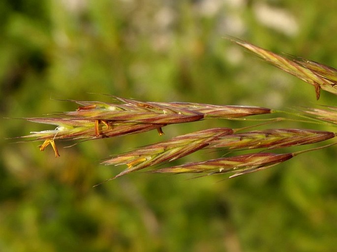 Bromus monocladus