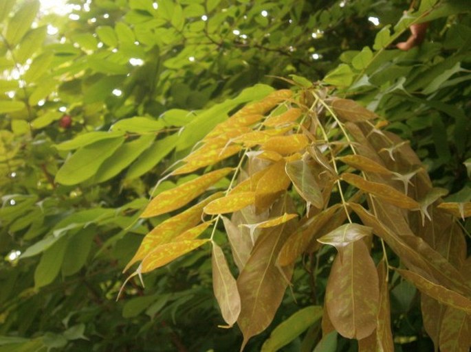 Brownea coccinea