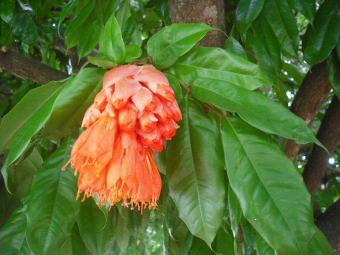 Brownea coccinea