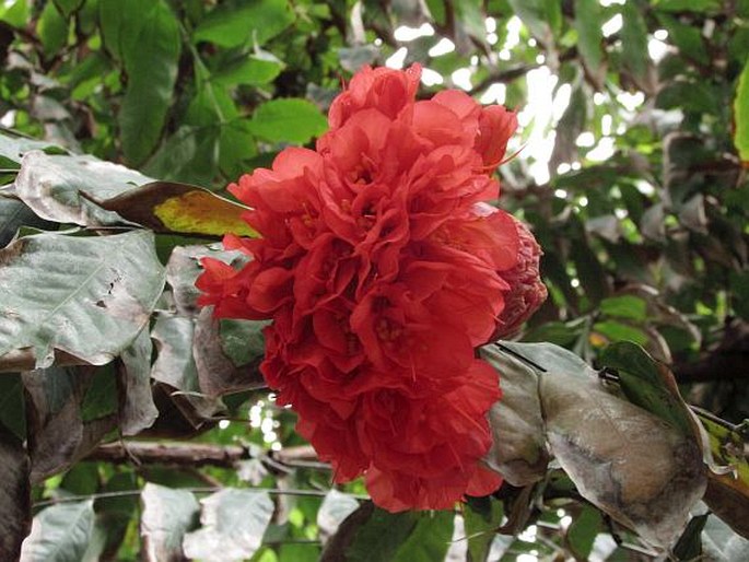 Brownea grandiceps