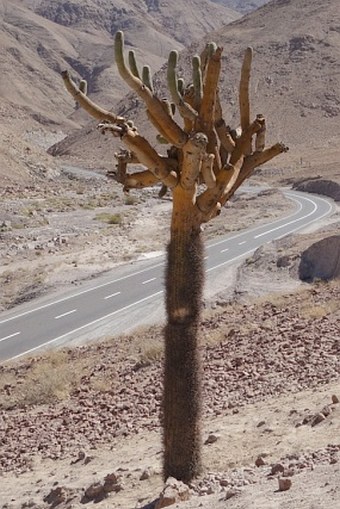 Browningia candelaris