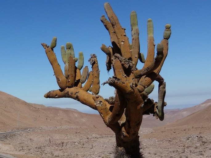 Browningia candelaris