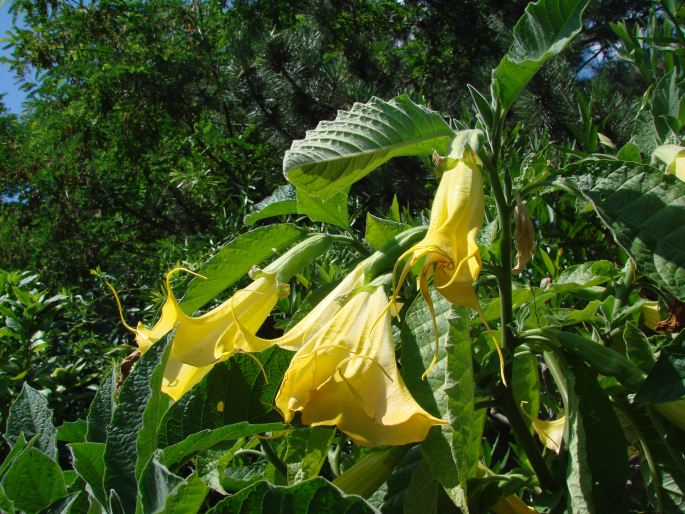 Brugmansia aurea