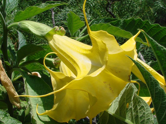 Brugmansia aurea