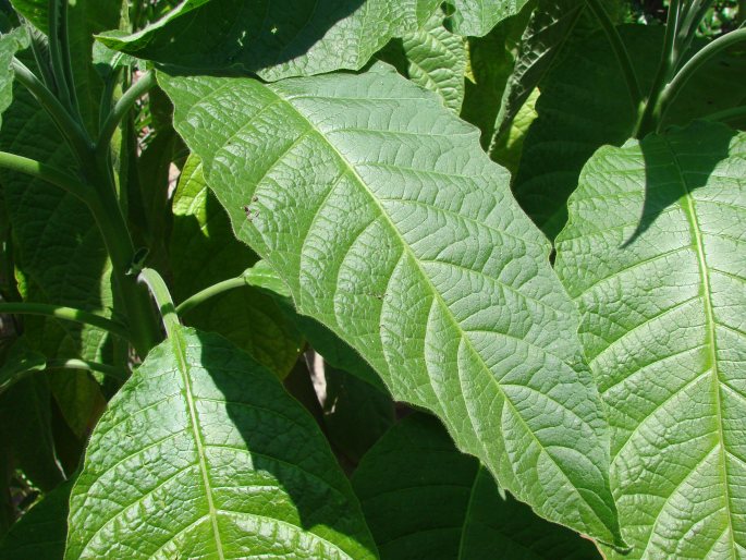 Brugmansia aurea