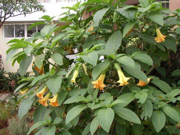 Brugmansia suaveolens