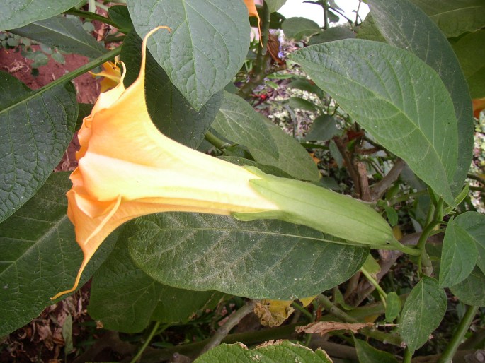 Brugmansia suaveolens