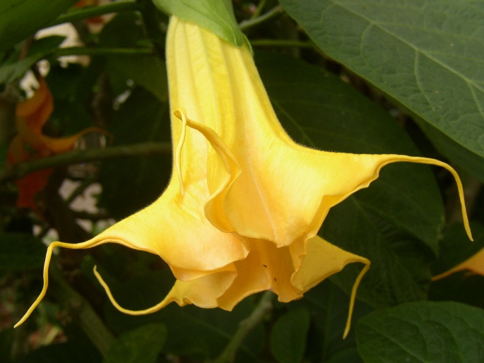 Brugmansia suaveolens