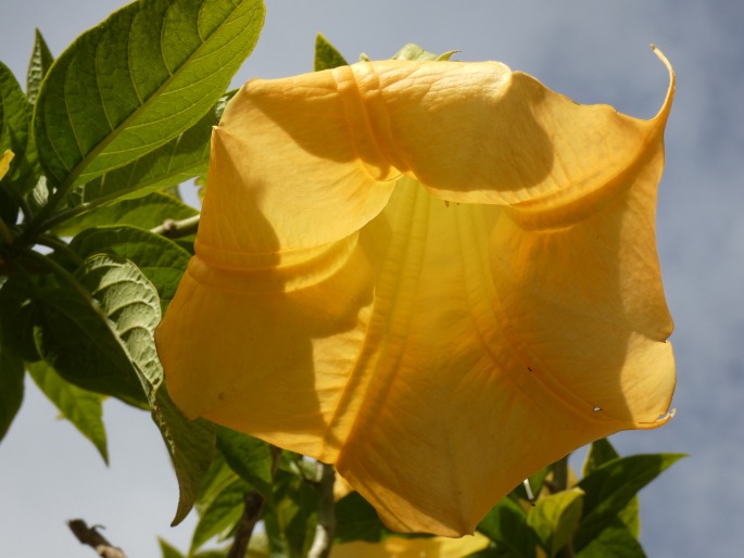 Brugmansia suaveolens