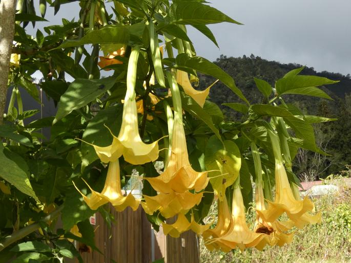 Brugmansia suaveolens