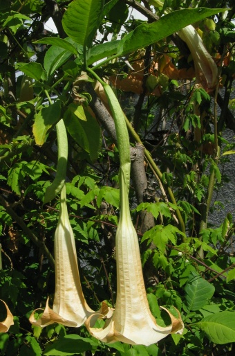 Brugmansia versicolor