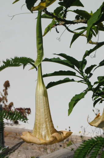 Brugmansia versicolor