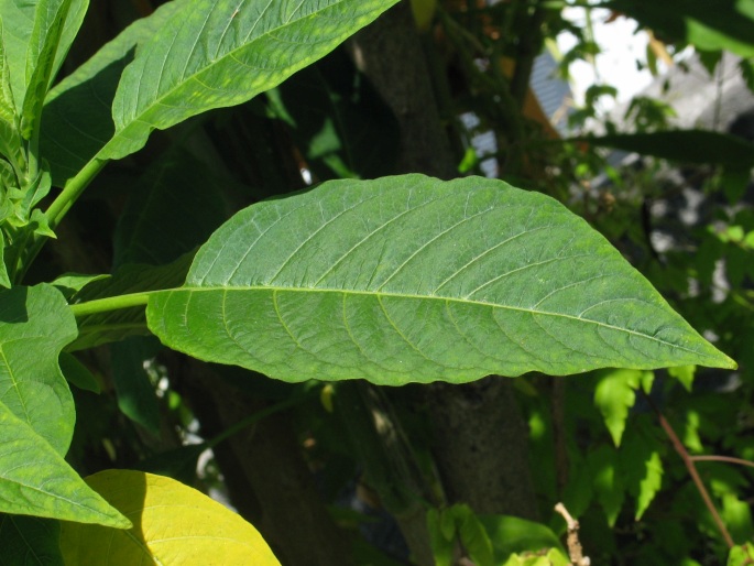 Brugmansia versicolor