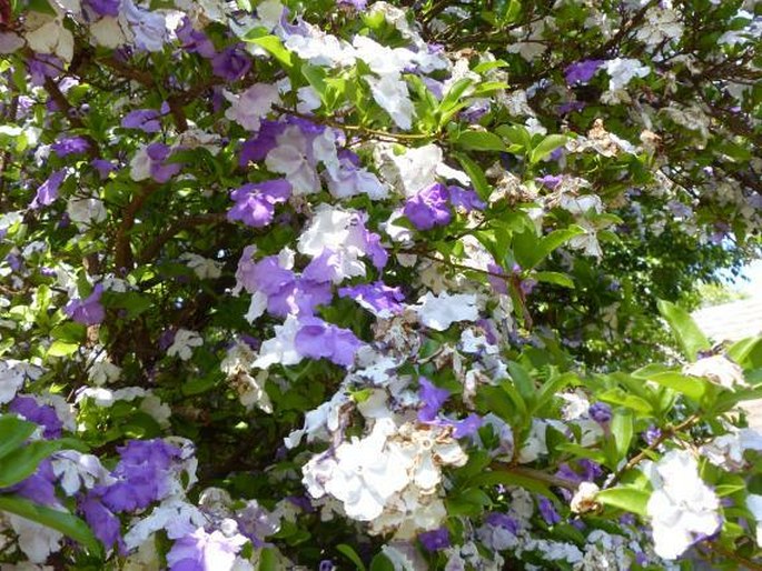 Brunfelsia pauciflora