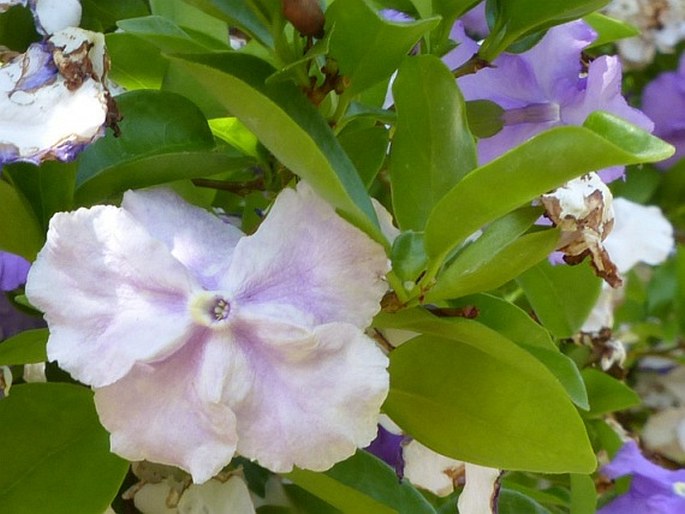 Brunfelsia pauciflora