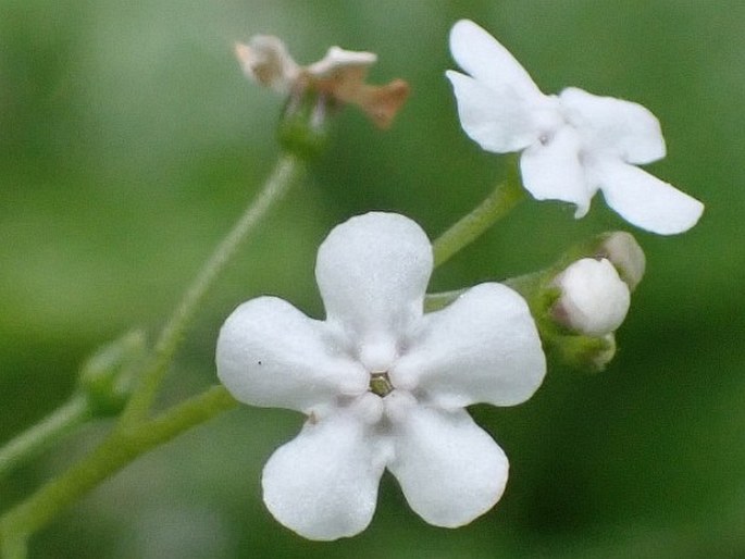 Brunnera macrophylla