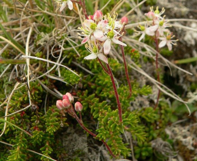 BRYANTHUS MUSCIFORMIS (Poir.) Nakai