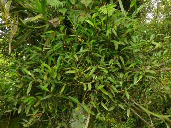 Bulbophyllum obtusum