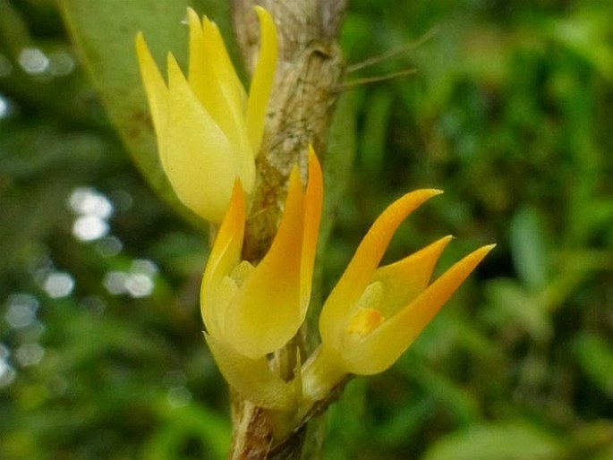 Bulbophyllum obtusum