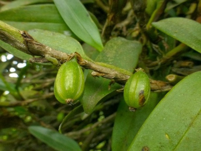 Bulbophyllum obtusum